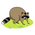 Cartoon raccoon